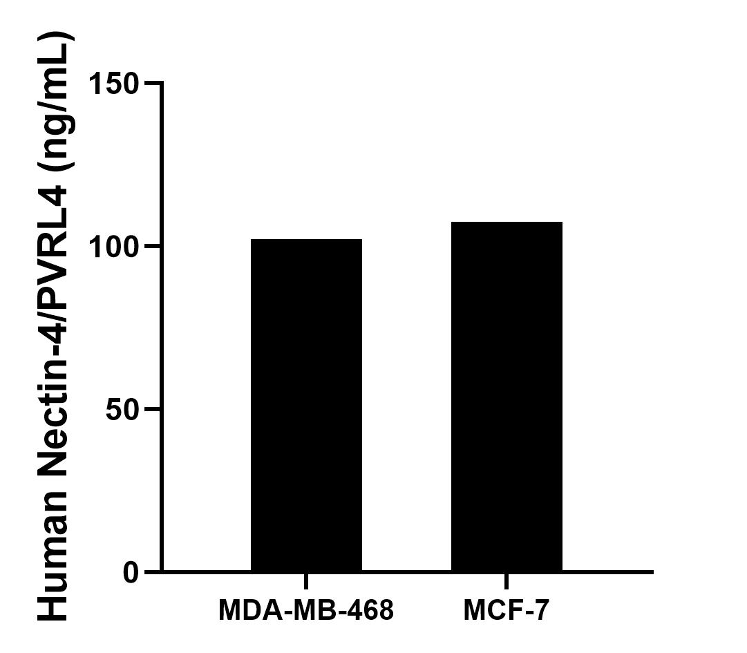 The mean Nectin-4/PVRL4 concentration was determined to be 102.1 ng/mL in MDA-MB-468 cell extract based on a 3.1 mg/mL extract load and 107.4 ng/mL in MCF-7 cell extract based on a 4.2 mg/mL extract load.